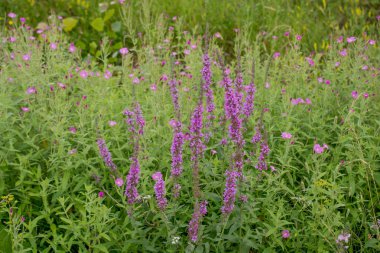 doğanın güzel çiçekler