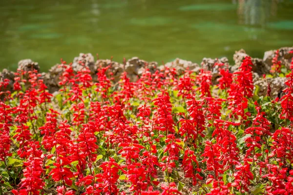 Çeşitli çiçeklerle dolu güzel renkli bir çiçek bahçesi — Stok fotoğraf