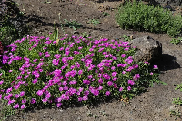 Beautiful flowers in nature — Stock Photo, Image