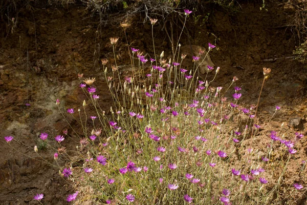 De belles fleurs dans la nature — Photo