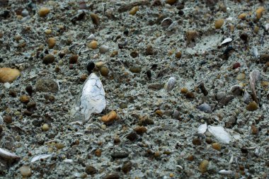 Doku kayalık yakından 