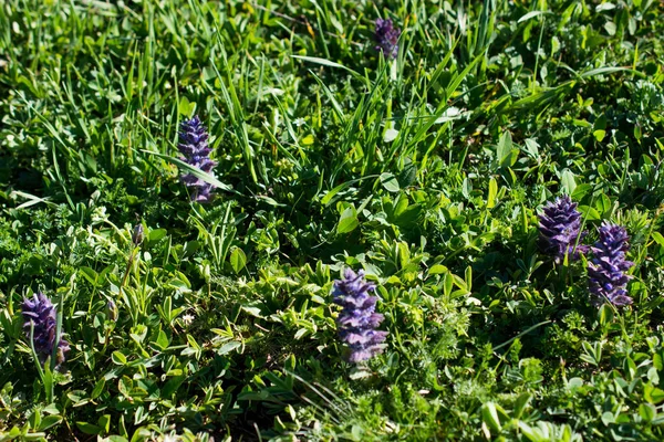 Lindas flores na natureza — Fotografia de Stock