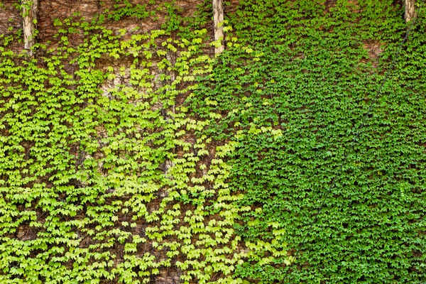 Folhas verdes da primavera — Fotografia de Stock