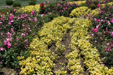 doğanın güzel çiçekler