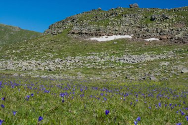 Yeşil mera dağlarda yaz sezonu boyunca