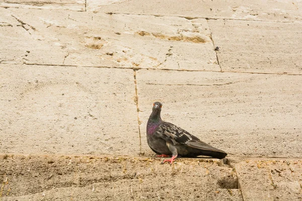 Одинокая птица живет в естественной среде — стоковое фото