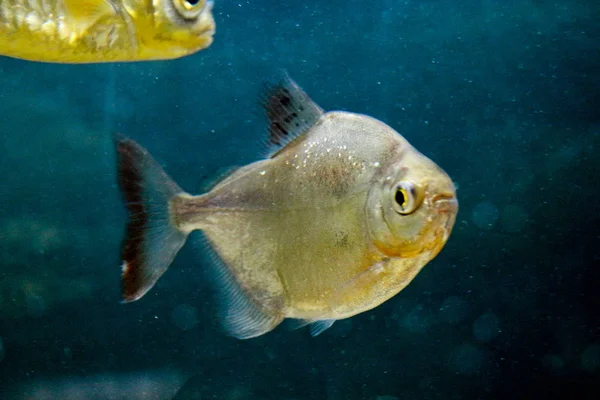 Bellissimi pesci in acquario — Foto Stock