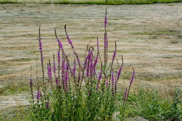 Beautiful flowers in nature — Stock Photo, Image