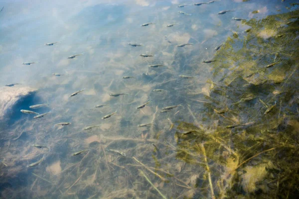 Vackra färgglada fiskar i dammen — Stockfoto