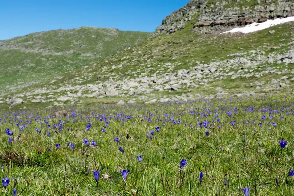 夏のシーズン中に山の牧草地の緑 — ストック写真