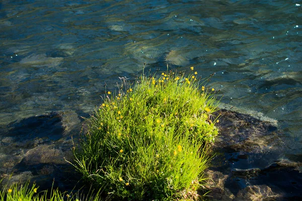 Grünes Gras am Teich — Stockfoto