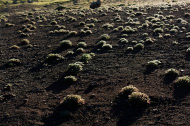 Arkaplan olarak yeşil çimen