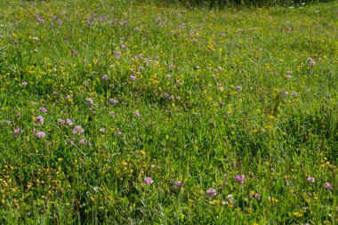Arkaplan olarak yeşil çimen