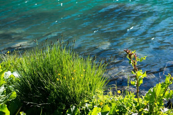 Hochlandsee im grünen natürlichen Hintergrund in artvin — Stockfoto