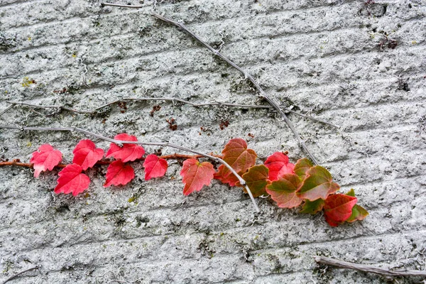 Сухе листя осені — стокове фото