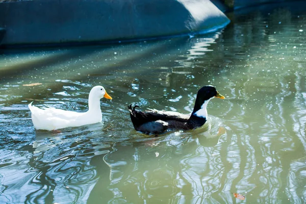 Einsamer Vogel lebt in der Natur — Stockfoto