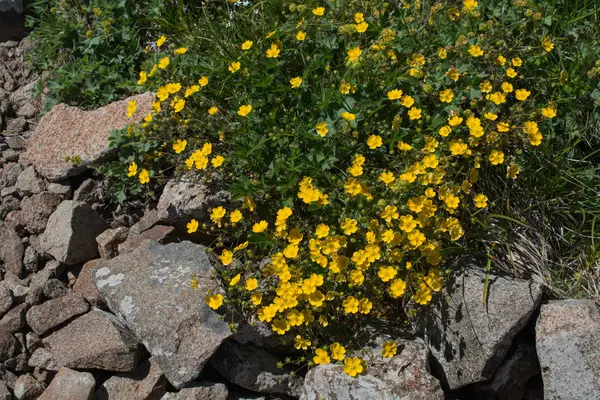 Bellissimi fiori in natura — Foto Stock