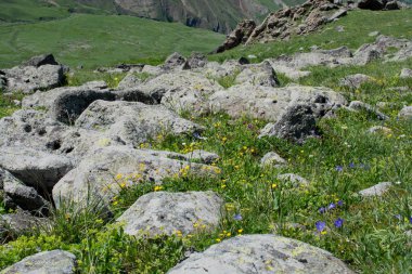 Vahşi Vahşi doğada çiçek açan çiçekler 