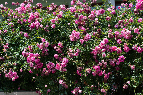 Красивые розы в природе
