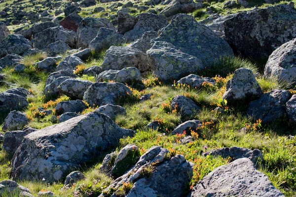 Divoké květy kvetoucí v divočině — Stock fotografie