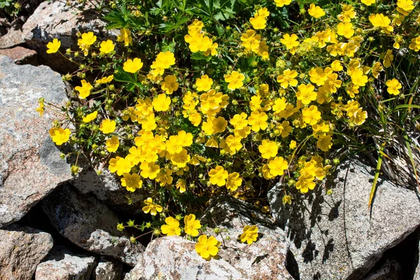 De belles fleurs dans la nature — Photo