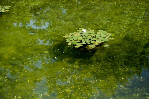 Hintergrund des grünen Teichwassers — Stockfoto