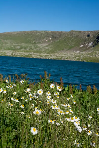 Lago Highland em fundo natural verde em Artvin — Fotografia de Stock