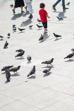 Yalnız kuş doğal ortamda yaşar.