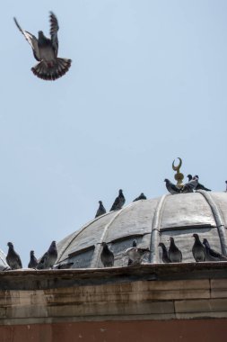 Yalnız kuş doğal ortamda yaşar.