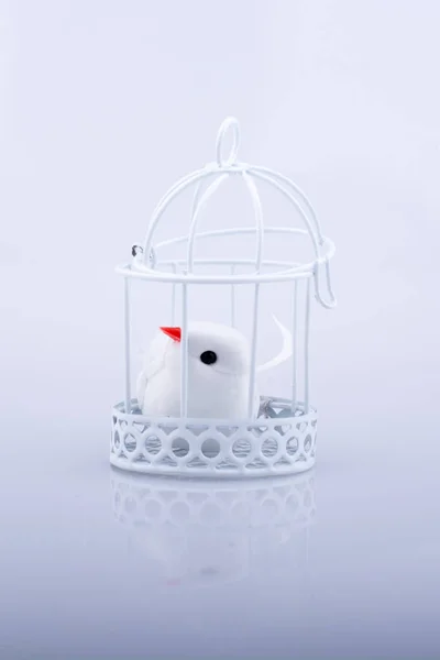 Weiße Taube im Käfig, Taube im Käfig eingesperrt — Stockfoto