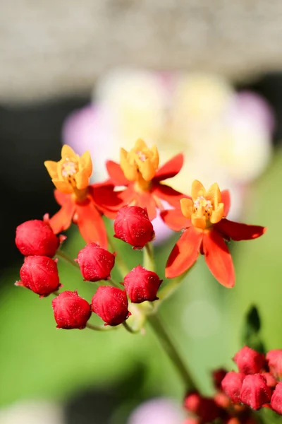 Lindas flores na natureza — Fotografia de Stock