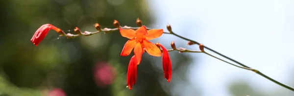 Beautiful Crocosmia flowers in nature — Stock Photo, Image