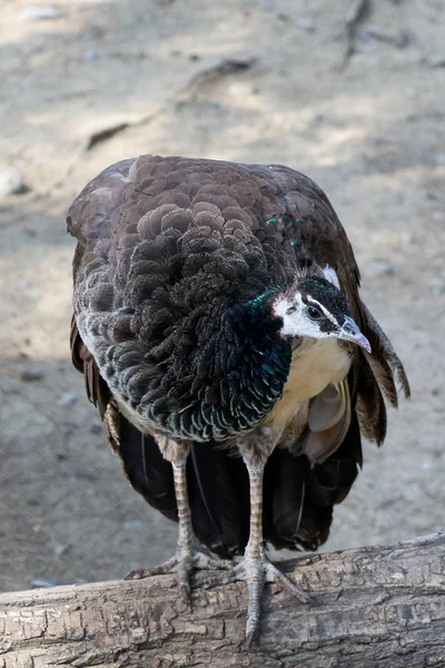 Portrait of peacock  outdoors — Stock Photo, Image