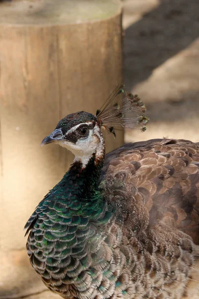 Portrait of peacock  outdoors — Stock Photo, Image