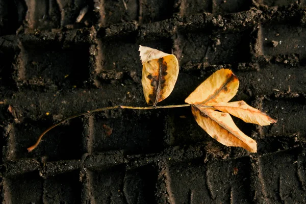 Torra löv på hösten — Stockfoto