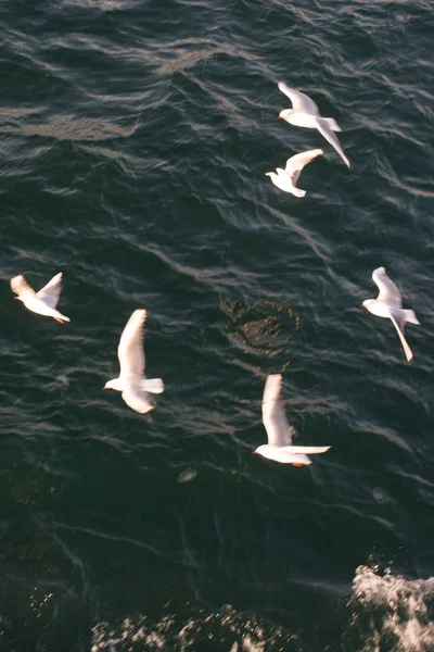 Oiseau solitaire vit dans le milieu naturel — Photo