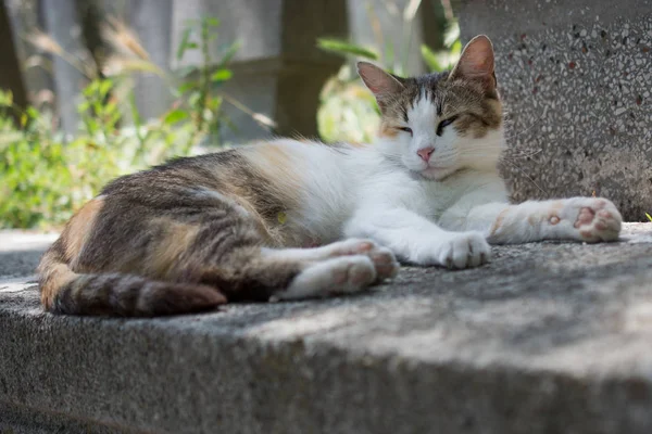 町の通りにビューで国内猫 — ストック写真