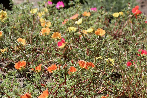 Поле, покрытое красивыми цветами в летнее время — стоковое фото