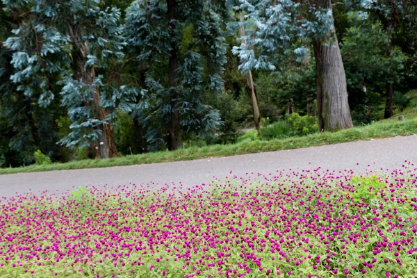 Campo coperto di bellissimi fiori in estate — Foto Stock