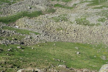 Artvin yaz zamanında yayla çayır üzerinde yabani ot 