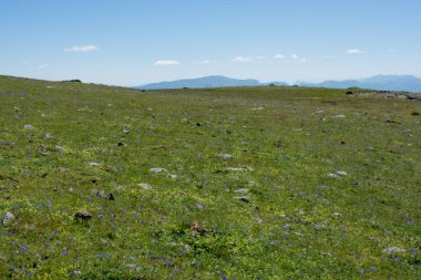 Artvin yaz zamanında yayla çayır üzerinde yabani ot 