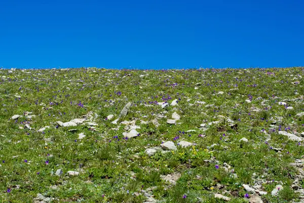 Grama selvagem no prado das terras altas na hora de verão em Artvin — Fotografia de Stock