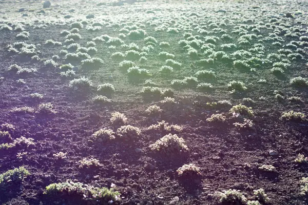 Wild gras op highland weide in de zomertijd in Artvin — Stockfoto