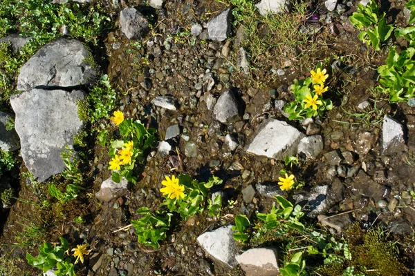 Vilda gräs på highland äng sommartid i Artvin — Stockfoto