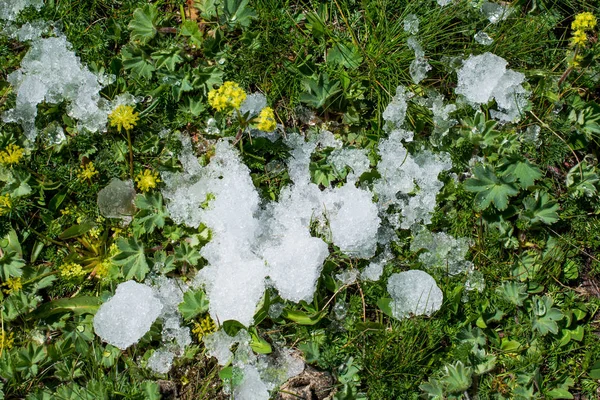 Wenig Schnee im grünen Grashintergrund — Stockfoto