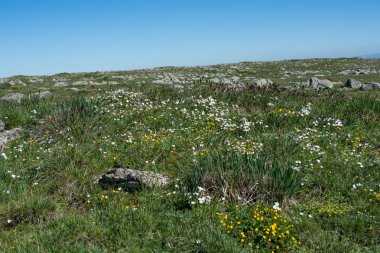 Artvin yaz zamanında yayla çayır üzerinde yabani ot 