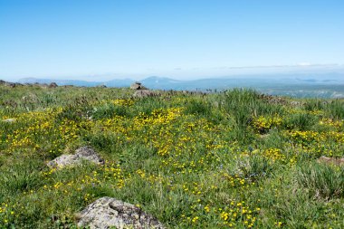 Artvin yaz zamanında yayla çayır üzerinde yabani ot 