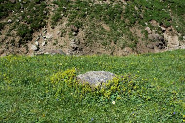 Artvin yaz zamanında yayla çayır üzerinde yabani ot 
