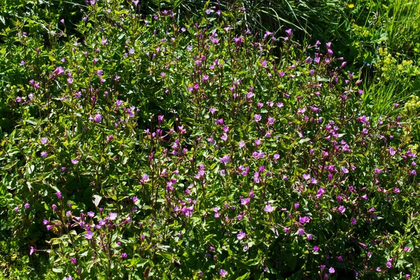 Divoká tráva na horské louce v letním období v Artvin — Stock fotografie