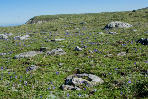 Herbe sauvage sur prairie montagneuse en été à Artvin — Photo